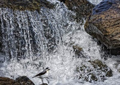 Хрустальный ручей